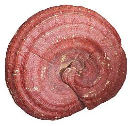 《暗黑4》实体典藏版预购开启 暴雪警告：会迅速卖光